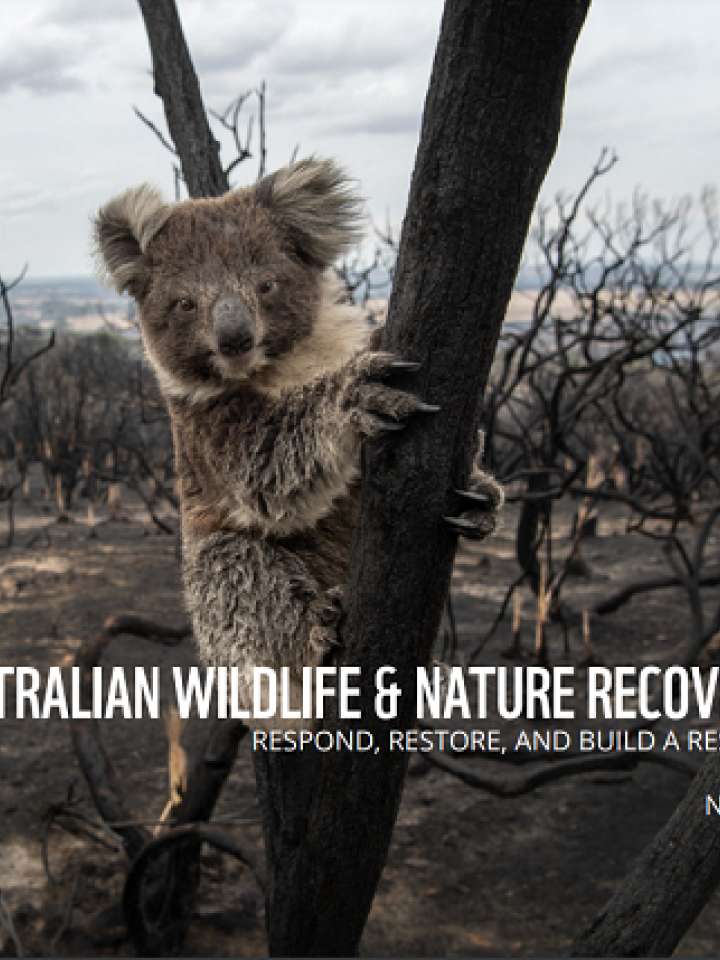 Australian Wildlife and Nature Recovery Fund: Respond, Restore, and Build a Resilient Future